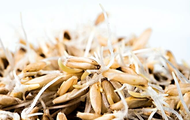 Sprouted-Hulless-Oats-Markito-Nutrition_Fotor